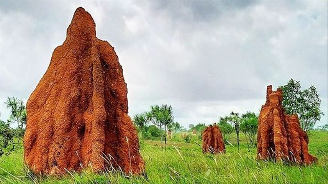 Rumah rayap di Merauke. Foto: Dokumen Swiss Bell Hotel