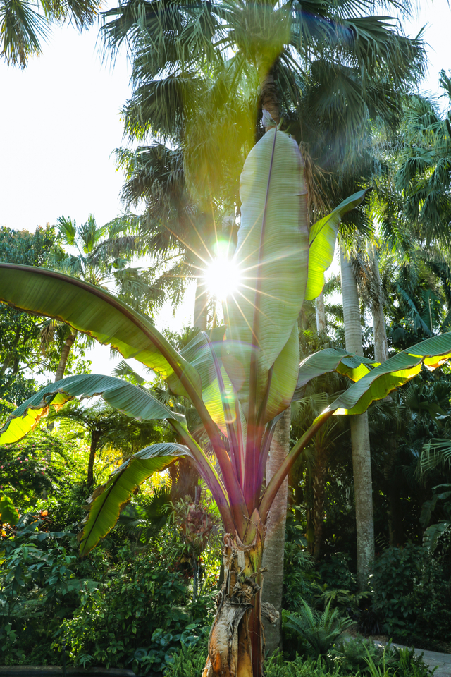 Ilustrasi perkembangbiakan pohon pisang, sumber foto: https://unsplash.com/