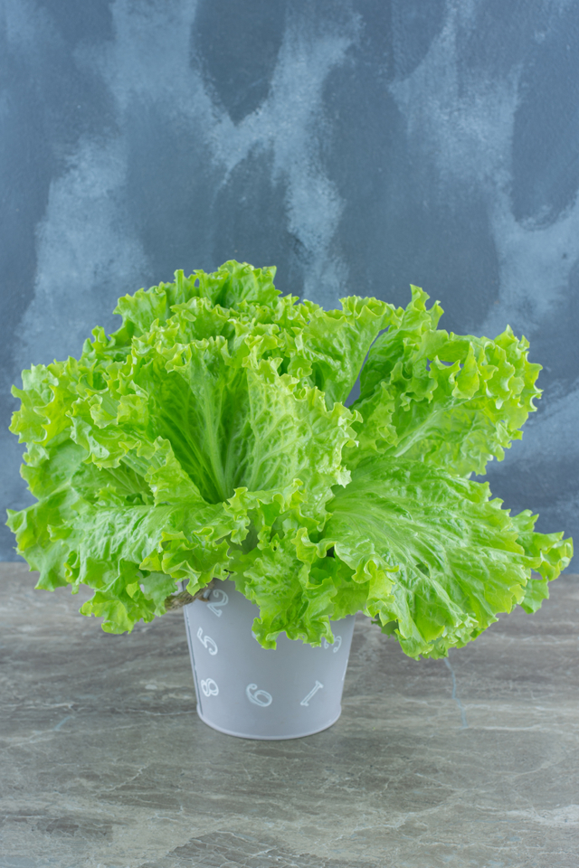 Bolehkah Ibu Hamil Makan Selada Mentah? Foto: Freepik