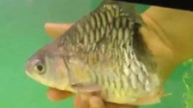 Ikan setengah badan yang diadopsi oleh Watchara Chote mampu bertahan hidup selama 6 bulan. Foto: Istimewa