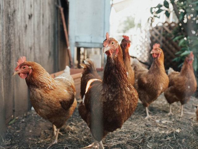 Ilustrasi karakteristik tempat hidup ayam Foto: Unsplash
