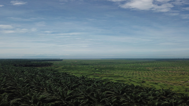 Perkebunan sawit PT Cipta Futura yang disebut-sebut milik mendiang Akidi Tio. Foto: ciptafutura.com