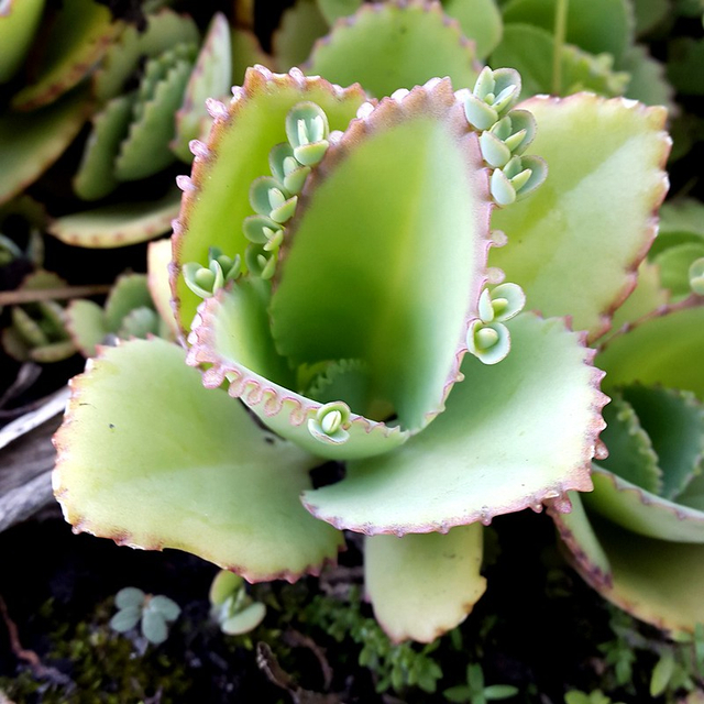 Ilustrasi Perkembangbiakan Cocor Bebek. (Foto: https://flickr.com)