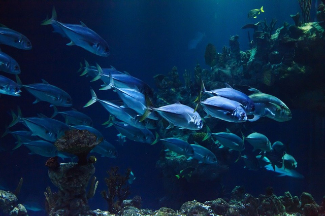 Ilustrasi Organ Gerak Hewan Laut. (Foto: https://pixabay.com)