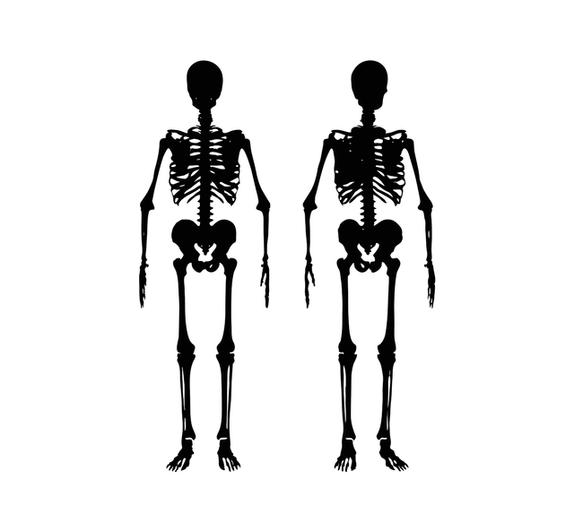 Cara membuat model sederhana organ manusia dan hewan dari bahan kertas karton. Sumber: pixabay.com