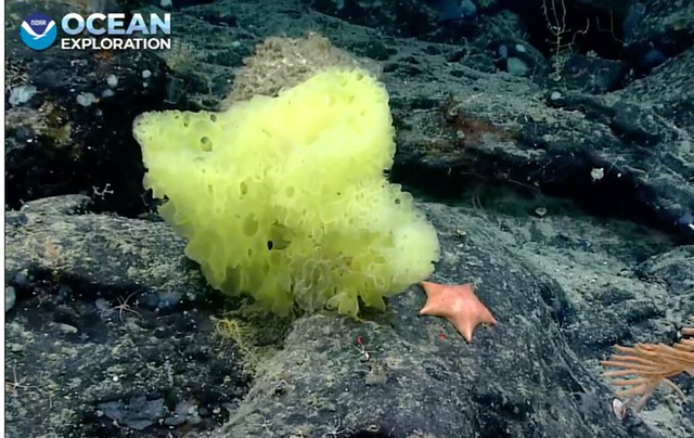 Spons laut kuning dan bintang laut merah muda mirip tokoh kartun SpongeBob SquarePants dan Patrick Star. Foto: Christopher Mah/NOAA