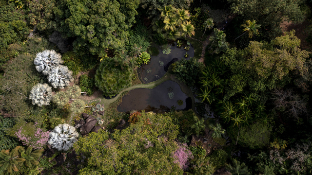 Situs Burle Marx di Brasil. Foto: AFP/Mauro Pimentel