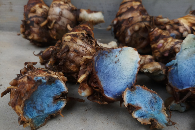  Ilustrasi kunyit hitam.
 Foto: Shutterstock