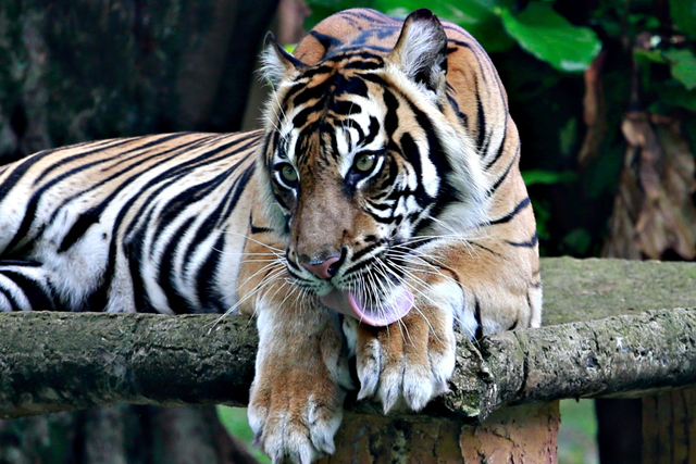 Tino, Harimau Sumatera berusia 9 tahun yang terpapar COVID-19 di Taman Margasatwa Ragunan (TMR), Jakarta, Minggu (1/8).  Foto: Ajeng Dinar Ulfiana/REUTERS