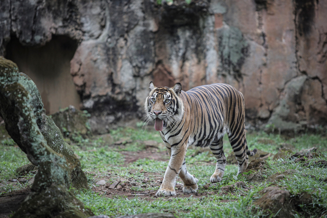 Tino, Harimau Sumatera berusia 9 tahun yang terpapar COVID-19 di Taman Margasatwa Ragunan (TMR), Jakarta, Minggu (1/8). Foto: Dhemas Reviyanto/ANTARA FOTO