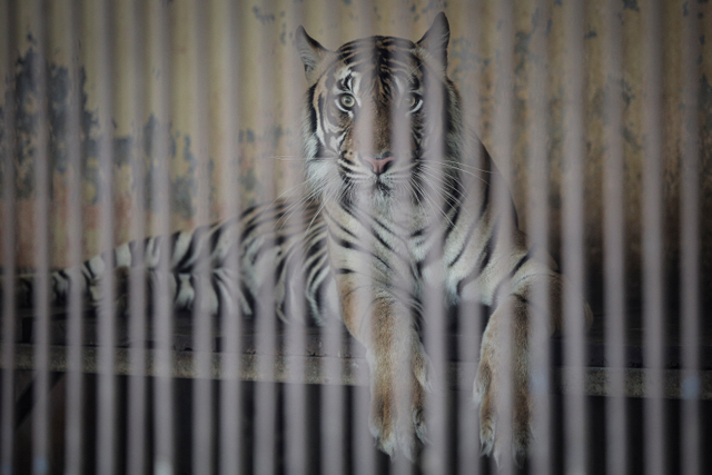Tino, Harimau Sumatera berusia 9 tahun yang terpapar COVID-19 di Taman Margasatwa Ragunan (TMR), Jakarta, Minggu (1/8).  Foto: Dhemas Reviyanto/ANTARA FOTO