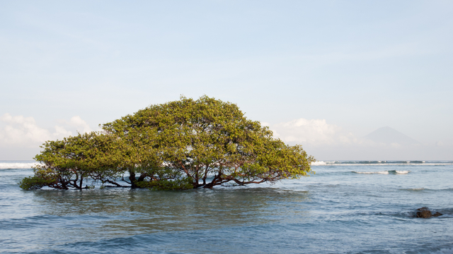 Ilustrasi Ekoregion. Foto: Shutter Stock