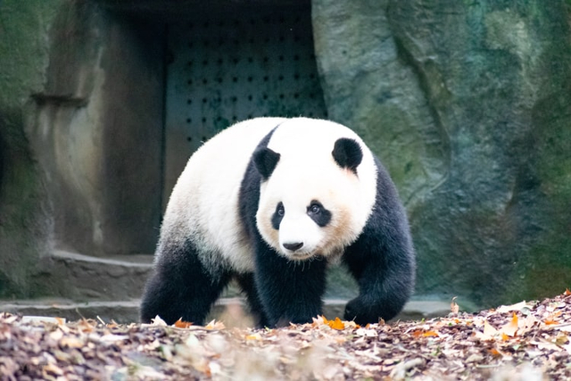 Panda termasuk dalam hewan vertebrata. Foto: Unsplash
