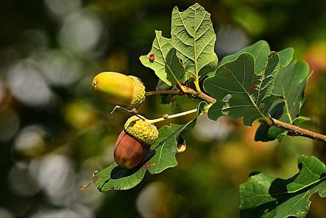 Apa fungsi lembaga biji pada tumbuhan. Foto: Pixabay