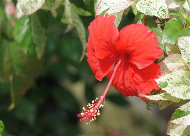 Kembang sepatu adalah tumbuhan yang berkembangbiak secara generatif. Foto: Flickr