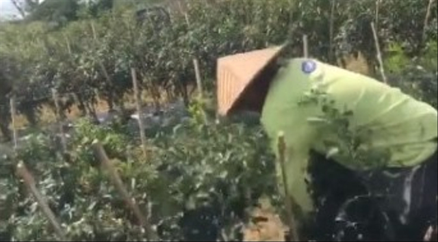 Viral aksi petani marah-marah hingga cabut tanaman cabainya lantaran diduga harga anjlok. (Foto: TikTok/@richardrandyy)