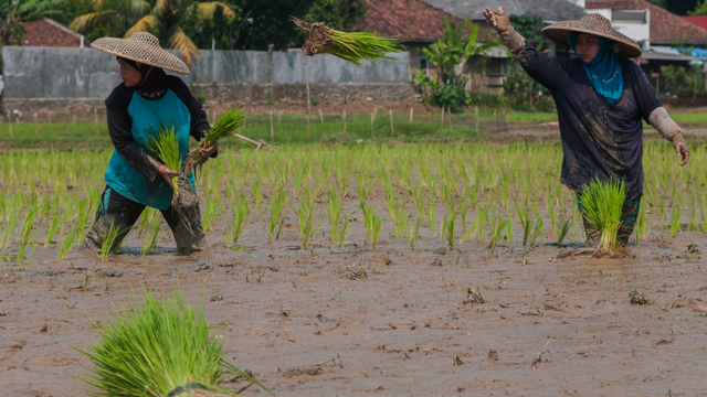 Petani menanam padi di Tambak Baya, Lebak, Banten, Rabu (4/8/2021). Foto: Muhammad Bagus Khoirunas/ANTARA FOTO