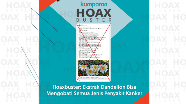 Hoaxbuster: Ekstrak Dandelion Bisa Mengobati Semua Jenis Penyakit Kanker. Foto: Dok. Istimewa