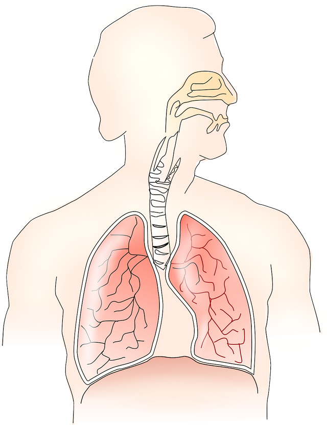 pixabay.com - cara memelihara organ pernapasan