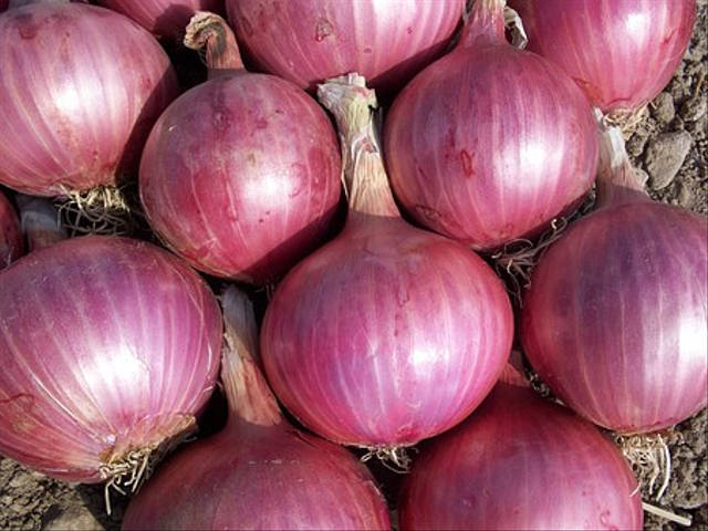 Bawang merah termasuk ke dalam jenis umbi-umbian. Foto: Pixabay