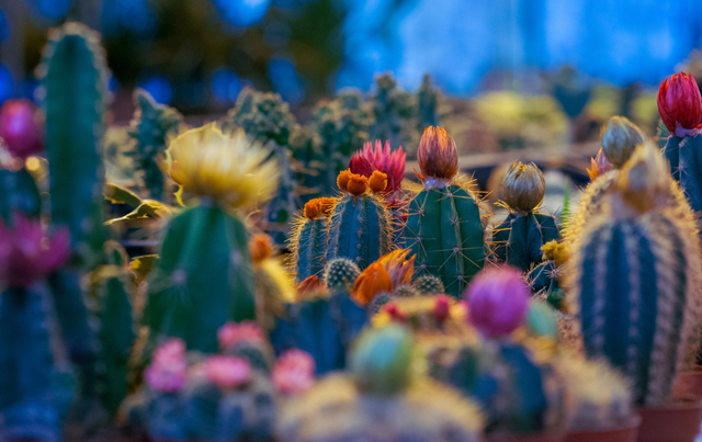 Ilustrasi ciri khusus tumbuhan. Foto: Unsplash