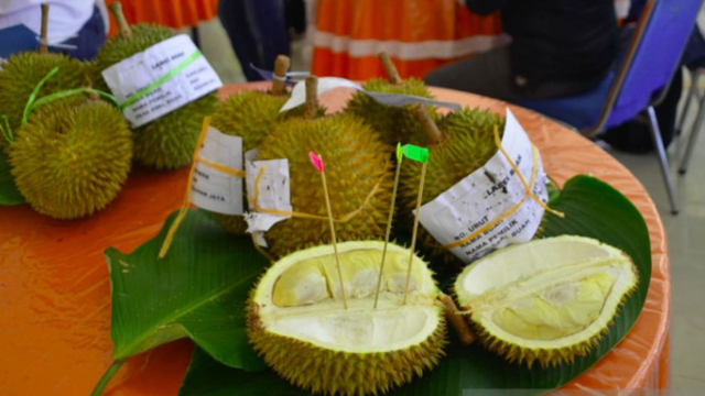 Durian asal KKU yang mengikuti kontes dan dilelang dalam Festival Panen Rakyat KKU 2021. Foto: ANTARA/Rizal