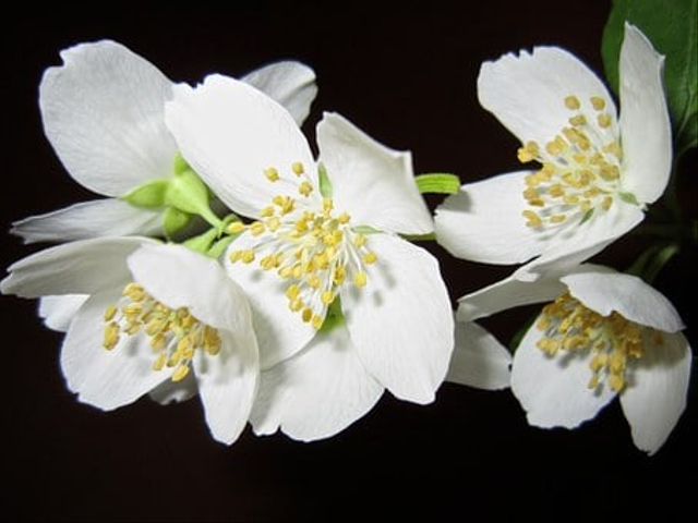 Cara menanam bunga melati dengan memperhatikan hal-hal penting. Foto: Pixabay