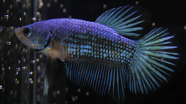 Ilustrasi ikan cupang. Foto: Pixabay