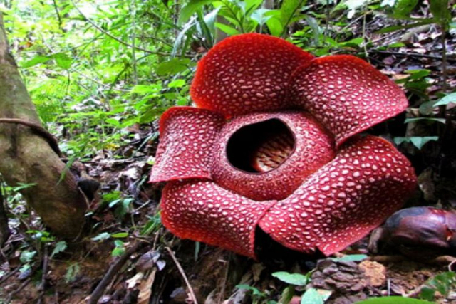 Bunga raflesia adalah flora yang dilestarikan keberadaannya di Indonesia. Foto: Pixabay