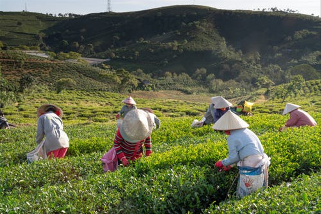 Mata pencaharian penduduk dataran tinggi. Foto: dok. https://www.pexels.com/