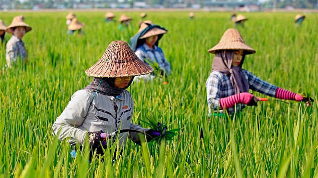 Ilustrasi petani. Foto: medcom.id