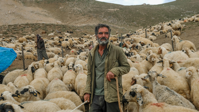 Seorang gembala berdiri di tengah kawanan domba di dataran tinggi pegunungan Dersim di Tunceli, Turki. Foto: Bulent Kilic/AFP