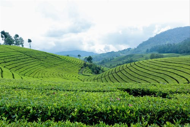 Tempat hidup tanaman teh yaitu di  dataran tinggi. Foto: dok. https://www.pexels.com/