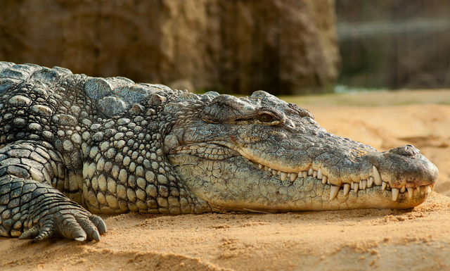 Buaya adalah jenis reptil yang bernapas menggunakan paru-paru. Foto: Pixabay