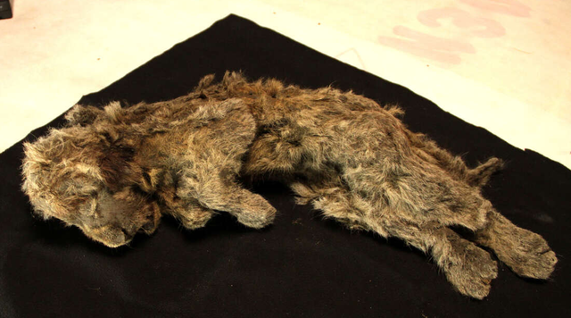 Singa gua bernama Sparta berusia puluhan ribu tahun yang ditemukan di Siberia.  Foto: Courtsey of Love Dalen/Quaternary