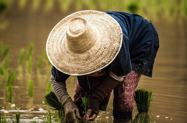 unsplash.com - Apakah peran petani bagi kehidupan kita?