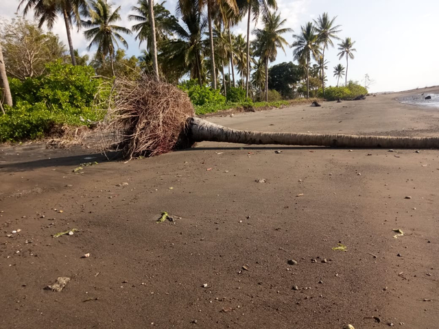 Abrasi pantai SGB Bungsu, salah satu pantai di Kota Lewoleba yang terus alami peningkatan setiap tahun. Foto : Istimewa