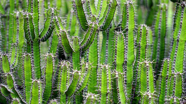 Cara Tumbuhan Beradaptasi dan Melindungi Dirinya, Foto: Pixabay 