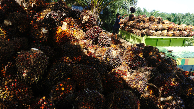 Pekerja membongkar muat tandan buah segar (TBS) kelapa sawit ke atas truk. Foto: ANTARA FOTO/ Akbar Tado