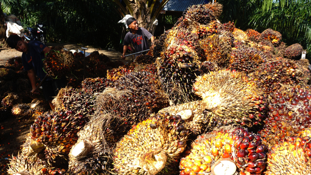 Pekerja membongkar muat Tandan Buah Segar (TBS) kelapa sawit ke atas truk. Foto: ANTARA FOTO/ Akbar Tado