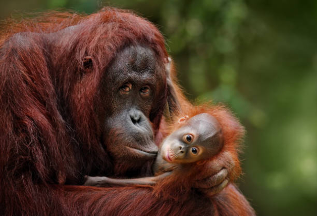Ilustrasi hewan langka di Indonesia. Foto: iStock