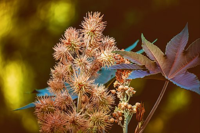 Mengenal tanaman jarak yang memiliki berbagai macam manfaat. Foto: Pixabay