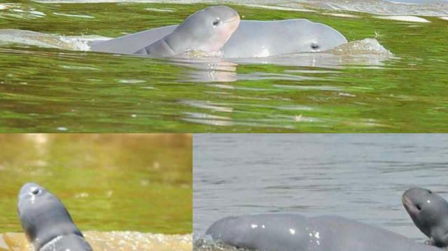 Ilustrasi pesut mahakam. Foto: Dokumen YK-RASI