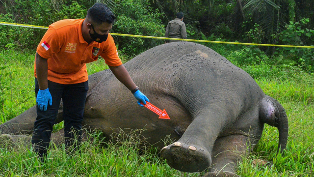 Tim identifikasi Polres Aceh Timur melihat bangkai gajah Sumatra yang mati terbunuh di kawasan perkebunan sawit di Desa Jambo Reuhat, Kecamatan Banda Alam, Kabupaten Aceh Timur, Aceh. Senin (12/7). Foto: Hayaturrahmah/ANTARA FOTO
