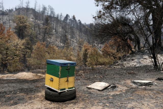 Salah satu sarang lebah yang masih utuh menyusul kebakaran hutan di dekat desa Voutas, pulau Evia, Yunani. Foto: Stelios Misinas/REUTERS