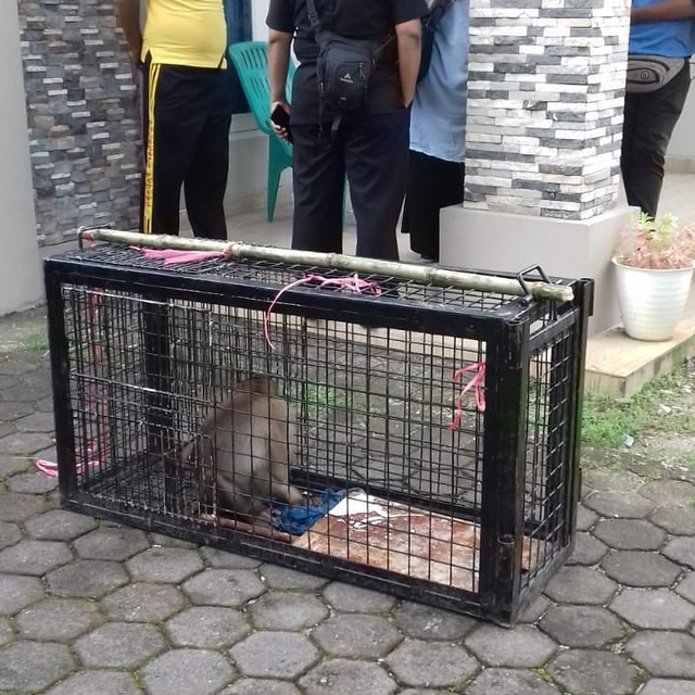Beruk yang meresahkan warga Pauh berhasil dievakuasi petugas. Foto: https://www.instagram.com/bksda_sumbar/