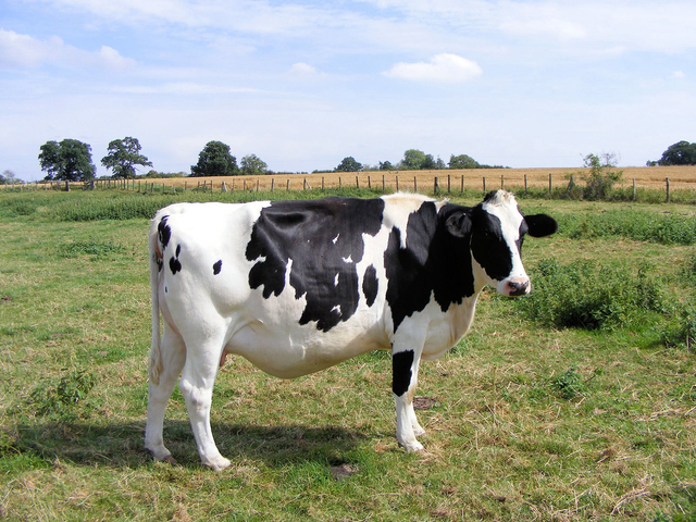 Apa saja manfaat yang diperoleh manusia dari hewan? Simak jawabannya berikut ini. Foto: Flickr