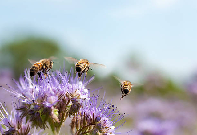 Ilustrasi serangga. Foto: iStock