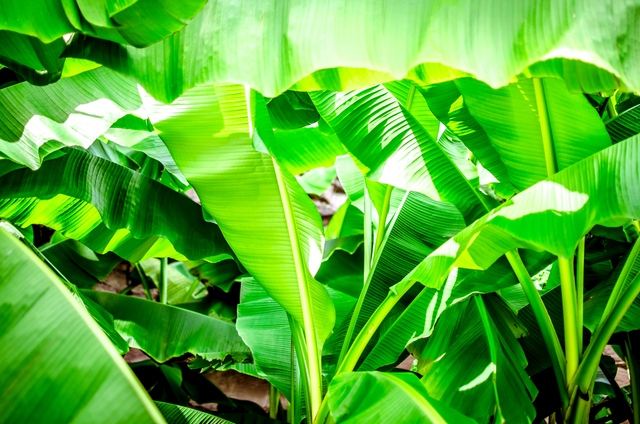 ilustrasi perkembangbiakan vegetatif alami pada tumbuhan. Foto: Unsplash