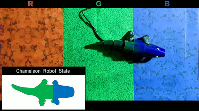 Robot bunglon yang dapat berkamuflase. Foto: Seung Hwan Ko